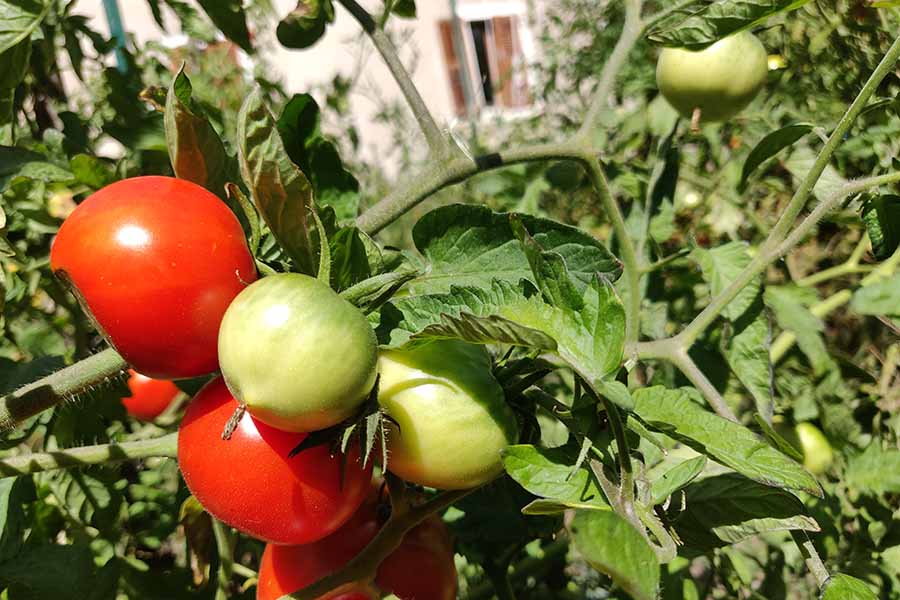 Plant de tomates du jardin du Couvent de l'Union